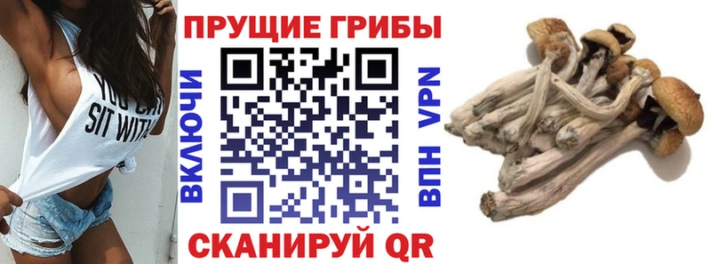 Псилоцибиновые грибы MAGIC MUSHROOMS  Шилка 